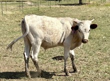 Bull calf (BH Ferdinand x CDC Tuff Lady)
