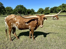THR COUNTRY CHARM