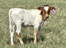 Heifer (Cowboy ruff x Jasmine Van Horne)