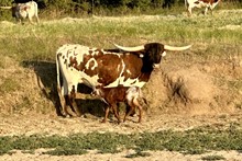 Heifer (BH Ferdinand x Pacific Sasha)