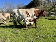 Heifer (Frontier Boy x Amethyst)