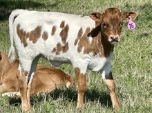 Heifer (Amore x Voodoo)