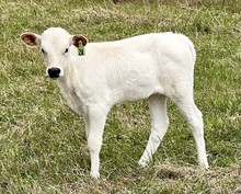 Heifer (Annie Oakley x Ferdinand)