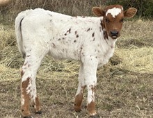 Heifer (Ferdinand x Pacific Centerfire)