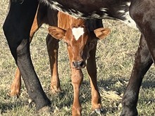 Heifer (Voodoo x Geisha)