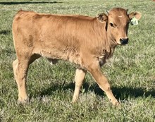 Heifer (Ferdinand x Penelope)