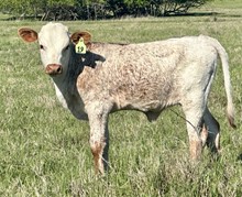 Hefier (BH Ferdinand x Rowdy's Sarah HCL)