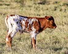Heifer (BH Ferdinand x Pacific Sweet Nellie)