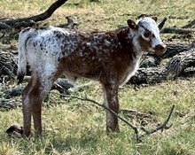 Heifer (Ferdinand x Warming Wind)
