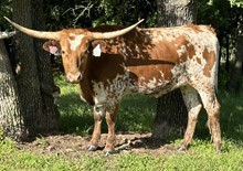 Pacific Kimba