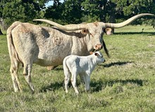 Bull calf (BH Ferdinand x CDC Tuff Lady)