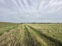 feedlot pasture
