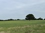 hay field 