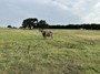 outback pasture, well and Ferdinand