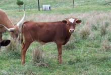 Fifty Rioses 2019 bull