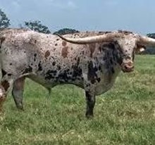 Dillon Semen (Top Caliber x RM Miss Kitty)