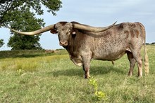 BH FERDINAND SEMEN (PATTON HB x BH SWEETS)