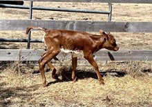 Heifer (Frontier Boy x Milkshake)