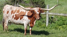 D/O Kansas Cowgirl