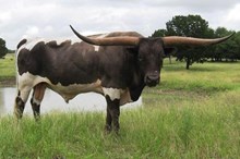 LVR LUCKY MALACHI Semen