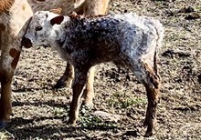 Bull calf (Frontier Boy x Pacific Heart's Desire)