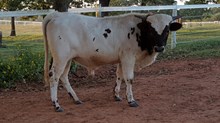 Dippin Dots Bull Calf