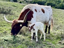 Heifer (Frontier Boy x Amethyst)