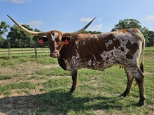 Pacific Kimba